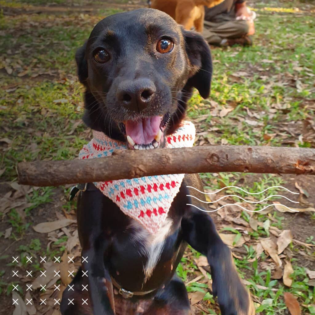 Passo a passo: Bandana de crochê para PET!