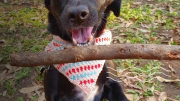 Bandana de crochê para PET! Perfeito para o seu bichinho!