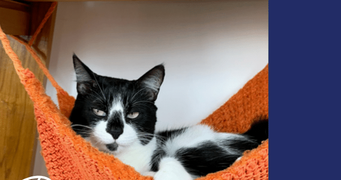 Rede de crochê para pet – Feito com fio ATELIÊ E NUVEM