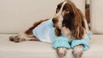 Roupa para cachorro de tricô - Azul mescla