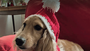 Gorro em crochê de Natal Canino!