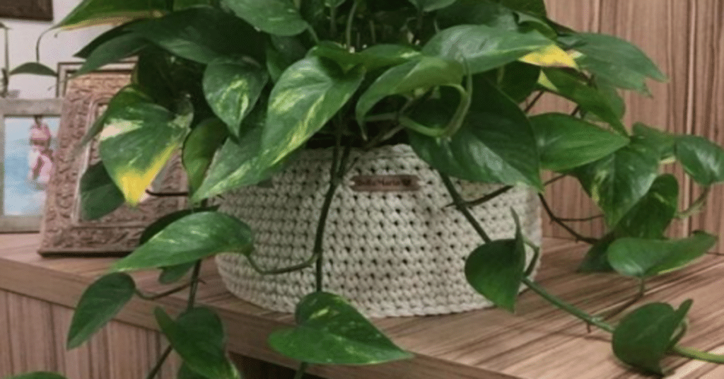 Benefícios Compartilhados do Crochê e das Plantas para o Seu Bem-Estar
