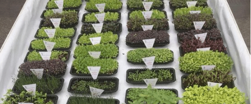 "Microverdes": Como Cultivar Plantas em Casa Economizando Espaço