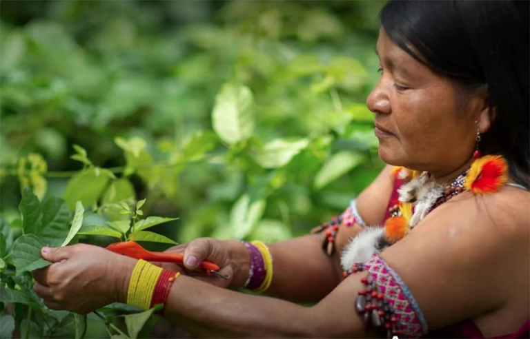 Confira 7 Plantas Medicinais Indígenas e Suas Funções!
