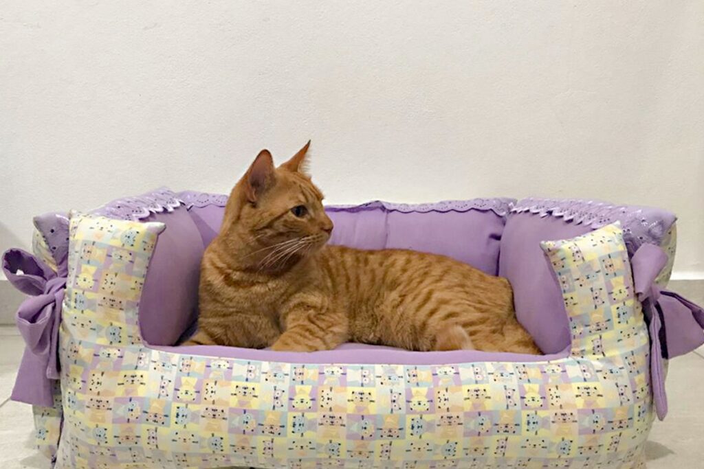cama pet