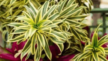 Planta Dracena: Saiba Como Cultivar, Também Veja Dicas de Cuidados