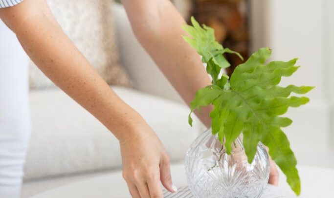 Mais que Decorar: Ter Plantas em Casa é Cultivar Bem-Estar e Autocuidado