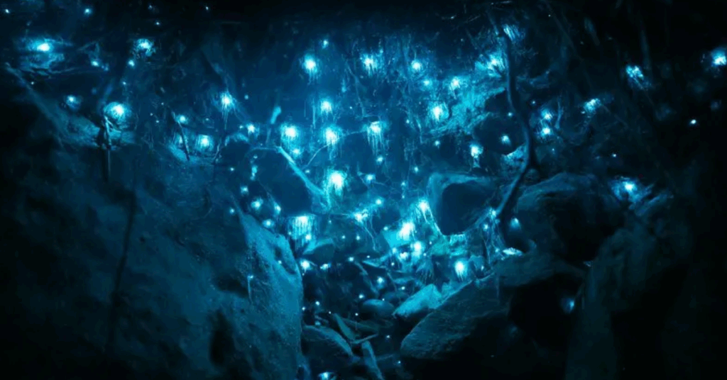 Parece mágica: conheça a floresta iluminada naturalmente na Austrália
