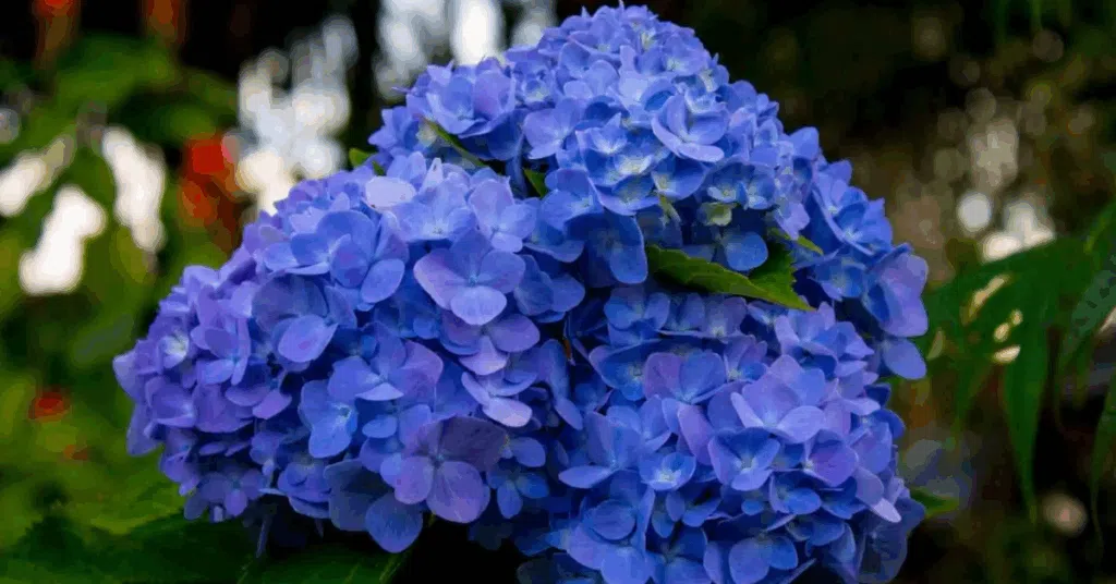 Você sabia que dá pra mudar a cor das suas hortênsias? Com certas mudanças no solo é possível obter flores azuis, rosas ou roxas.