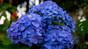Você sabia que dá pra mudar a cor das suas hortênsias? Com certas mudanças no solo é possível obter flores azuis, rosas ou roxas. Veja como: