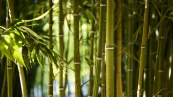 Confira como Cultivar Bambu no seu quintal, Uma Planta que pode te gerar Lucros!