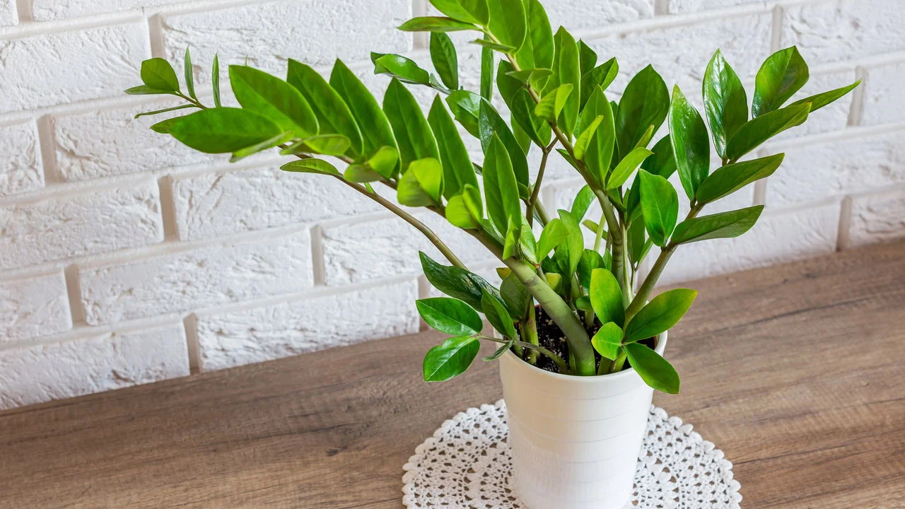 Como cultivar Zamioculca em casa, conhecida como a planta da fortuna