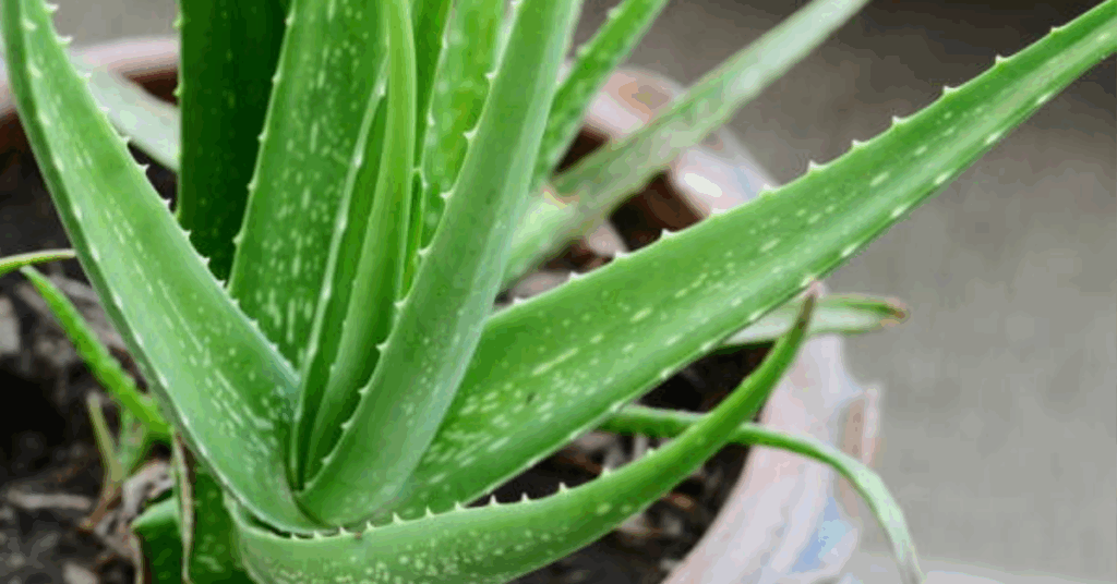 Como cultivar Babosa em casa e conheça seus benefícios