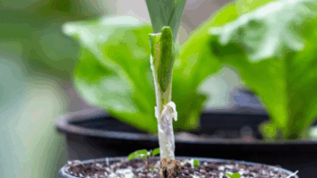 Aprenda como plantar e cultivar alho em casa ou no seu apartamento