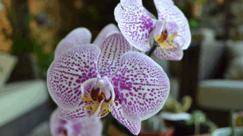 6 Dicas imprescindíveis para cultivar orquídeas e deixar sua casa ainda mais bela
