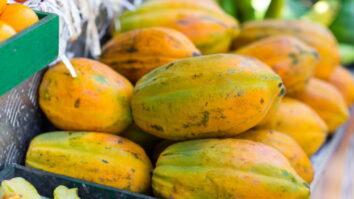 Aprenda como cultivar mamão em casa e ter essa fruta deliciosa sempre à disposição