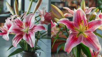 Lírio Stargazer: Aprenda agora como cultivar em casa essa linda planta oriental!